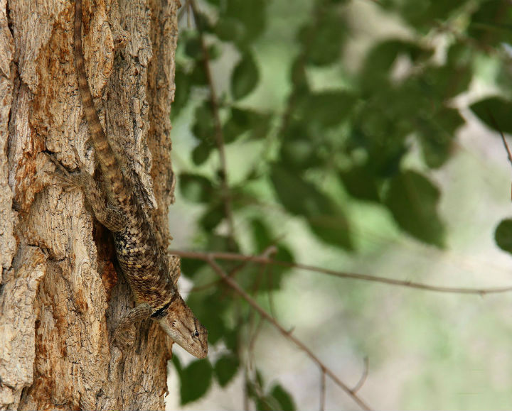 Spiny Lizard